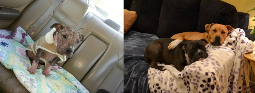 From Mange To Magnificent: Maggie