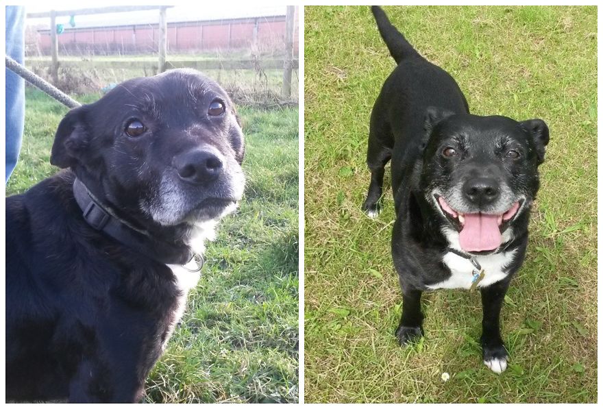 Zeus - Adopted At Age 14, And Even Younger Now One Year On :)