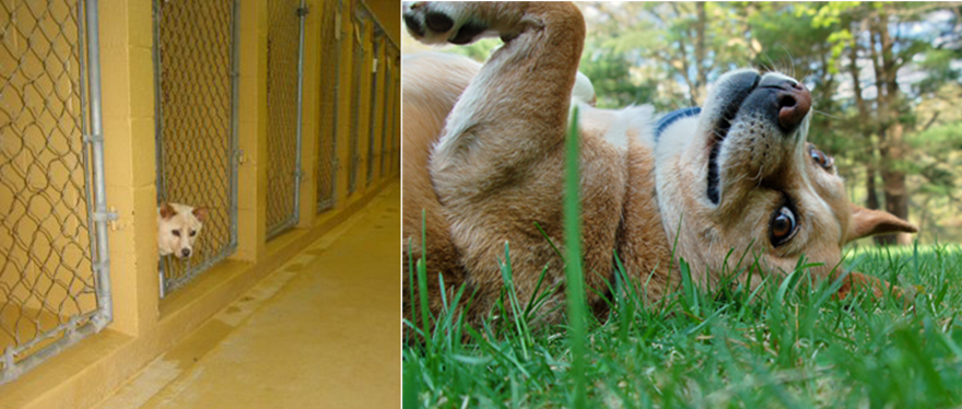 Maisie - From Death Row To The Good Life!