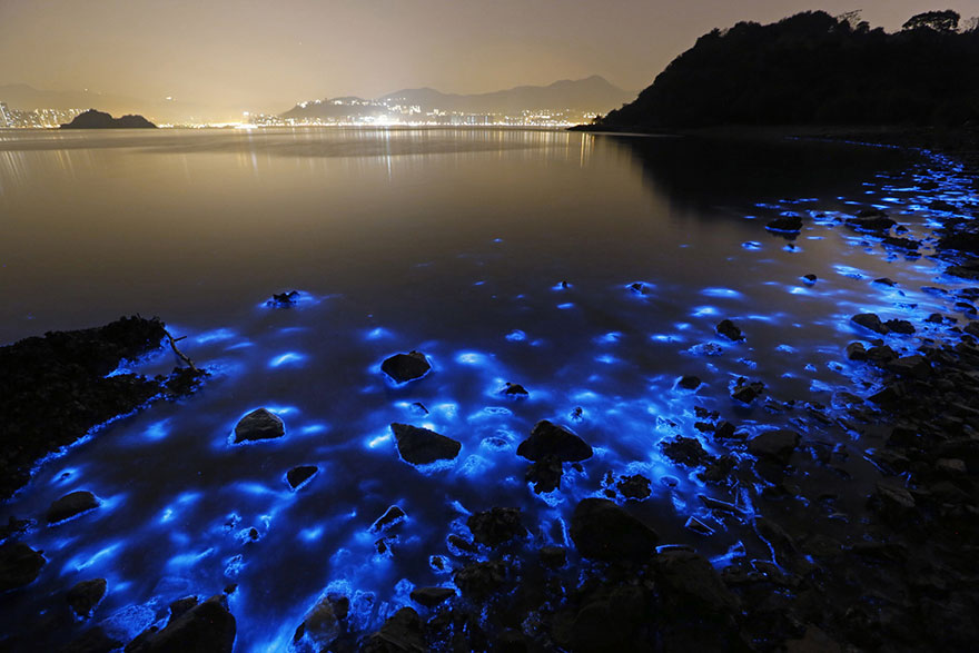 bioluminescence-hong-kong-noctiluca-scintillans-sea-sparkle-1 bioluminescence-hong-kong-noctiluca-scintillans-sea-sparkle-1