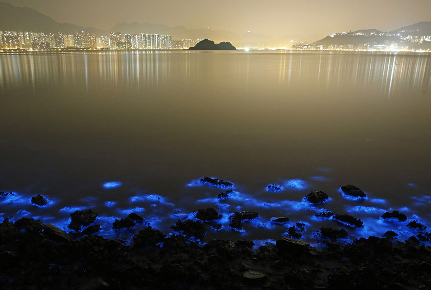 bioluminescence-hong-kong-noctiluca-scintillans-sea-sparkle-2 bioluminescence-hong-kong-noctiluca-scintillans-sea-sparkle-2