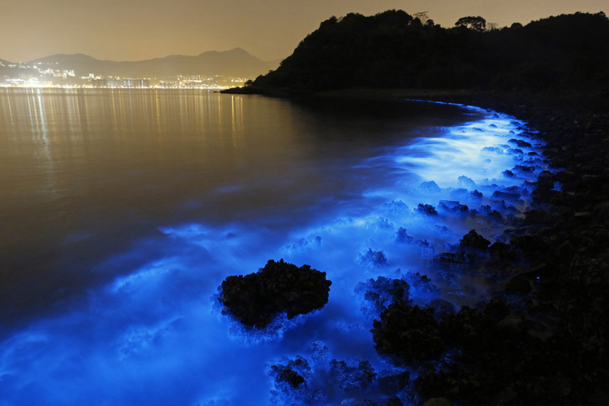 bioluminescence-hong-kong-noctiluca-scintillans-sea-sparkle-3 bioluminescence-hong-kong-noctiluca-scintillans-sea-sparkle-3