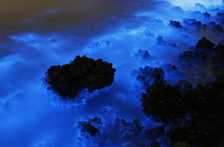 bioluminescence-hong-kong-noctiluca-scintillans-sea-sparkle-4 bioluminescence-hong-kong-noctiluca-scintillans-sea-sparkle-4