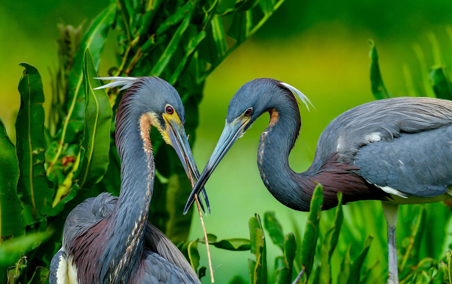 Tricolored Heron