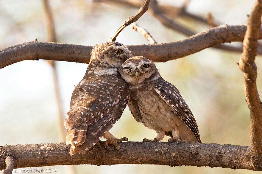 The Beautiful Couple Busy In Love