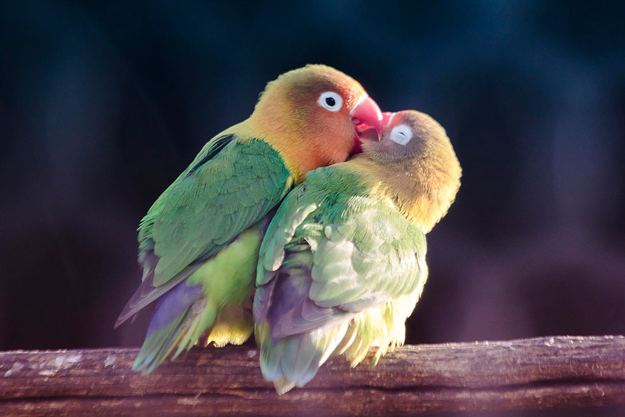 Inseparable Bird