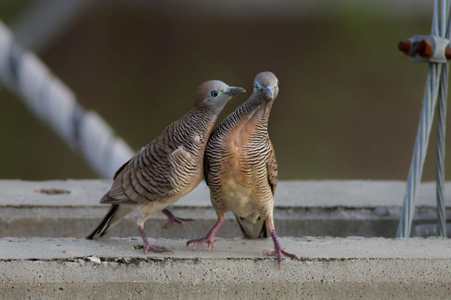 Couple Zebra Dove