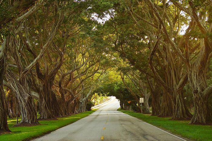 Bridge Road In Hobe Sound, Florida, Usa