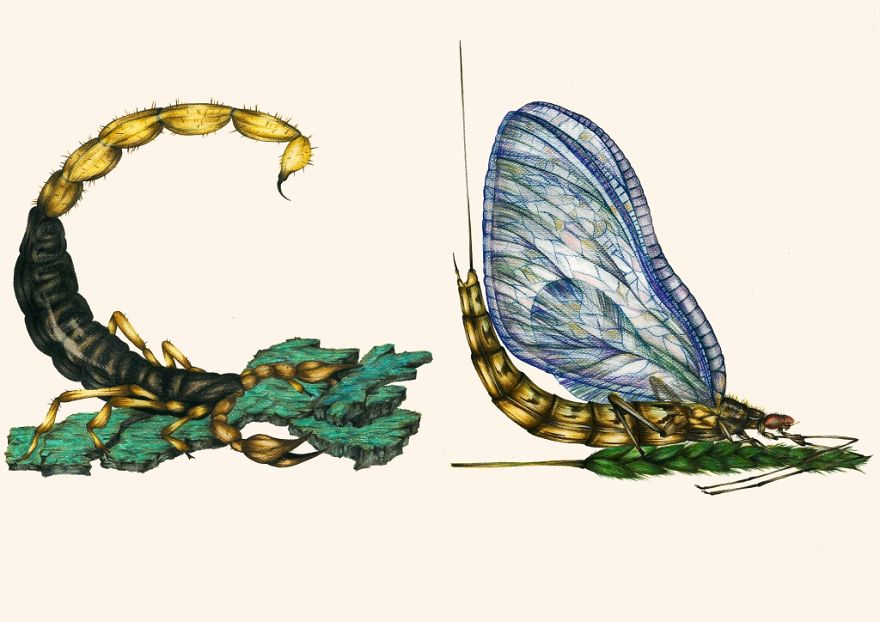 This Insect Alphabet Took Me 2 Years To Complete