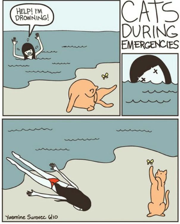 Cats During Emergencies 
