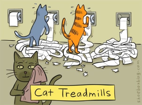 Treadmill For Cats