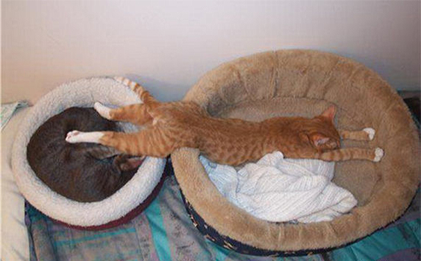 Finally, I Haz Comfort!