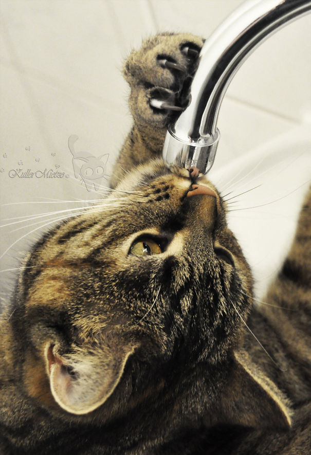 Cat Loves Water