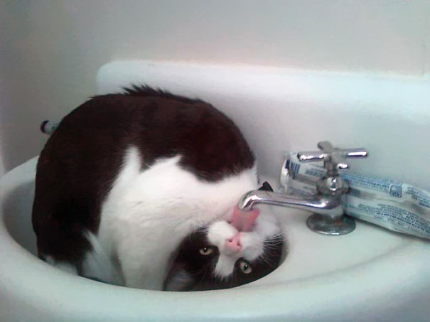 Cat Loves Water