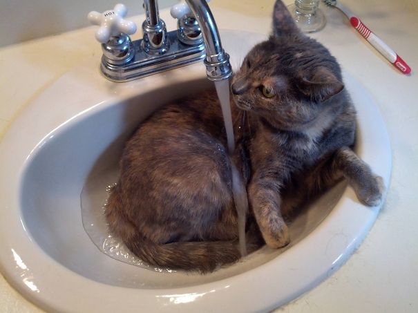 Cat Loves Water