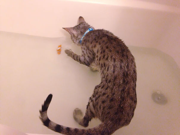 Cat Loves Water
