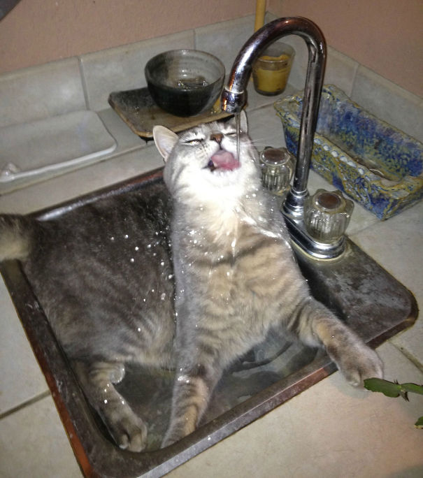 Cat Loves Water