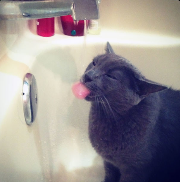 Cat Loves Water
