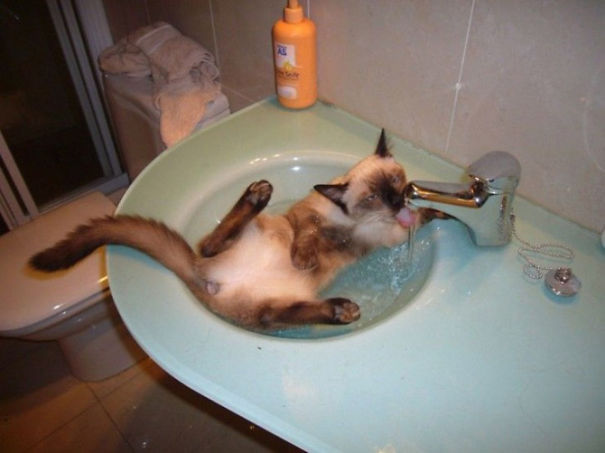 Cat Loves Water