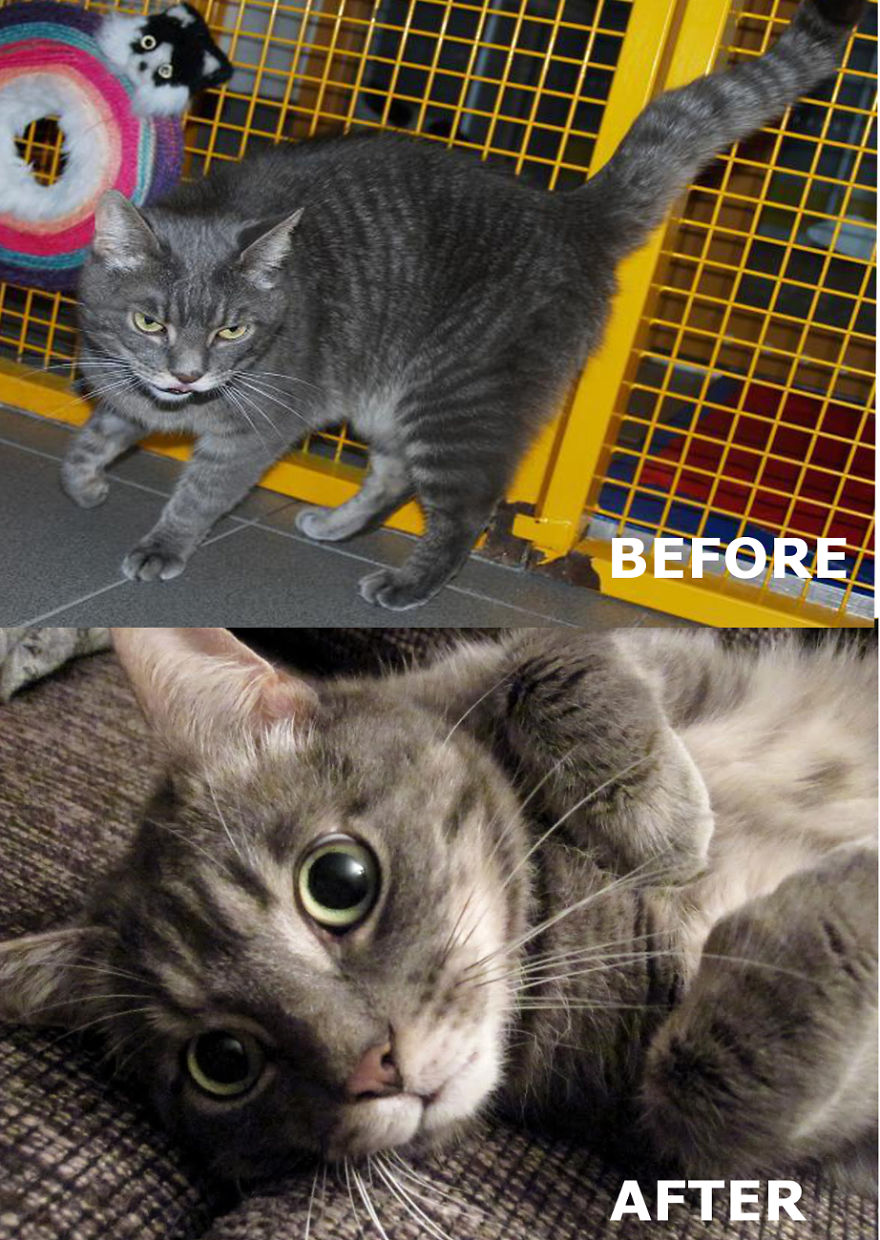 Uri - 4 Year Old Stray Cat