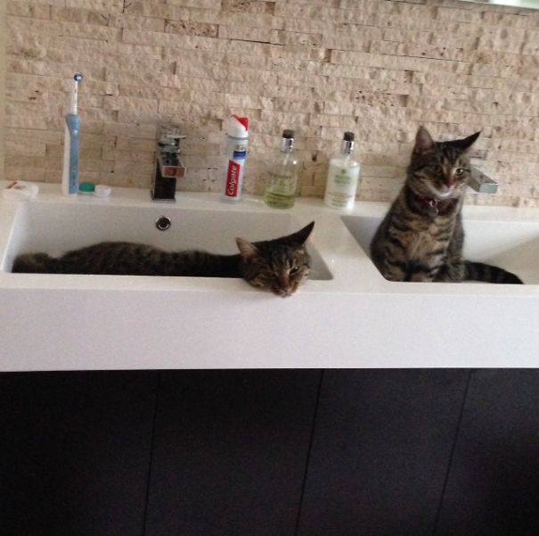 Sinking Cats. They Have Beds, Sofas, Chairs.. But No This Is Comfy.