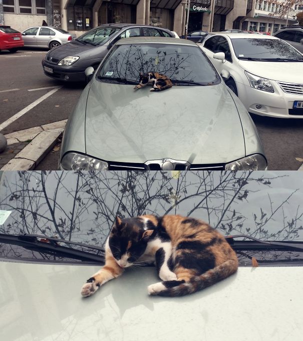 Soooo Comfy.... Go Away Human, This Is Mine!