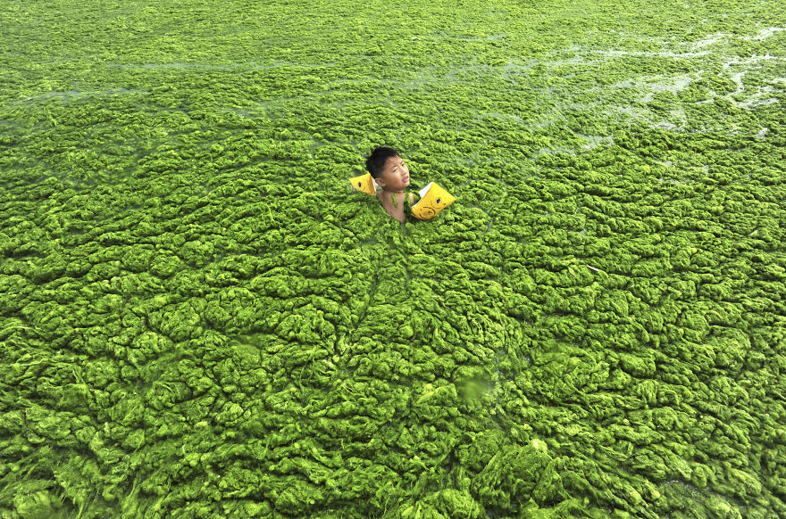 Boy Swims In Algae-filled Water, Qingdao, Shandong