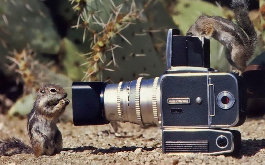Chipmunks Interested In Camera