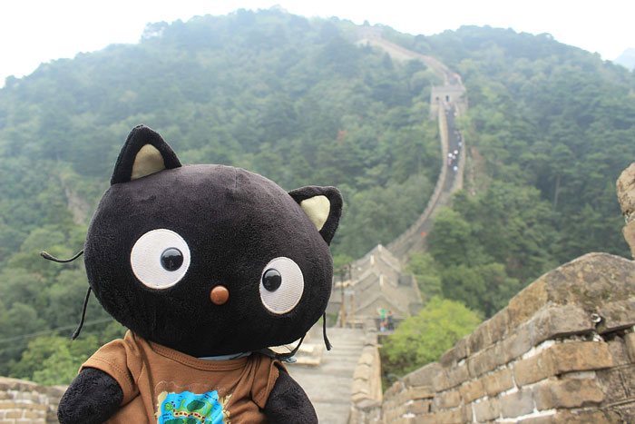Meet Choco Cat: The Most Well-Traveled Kitty With His Own Passpurr