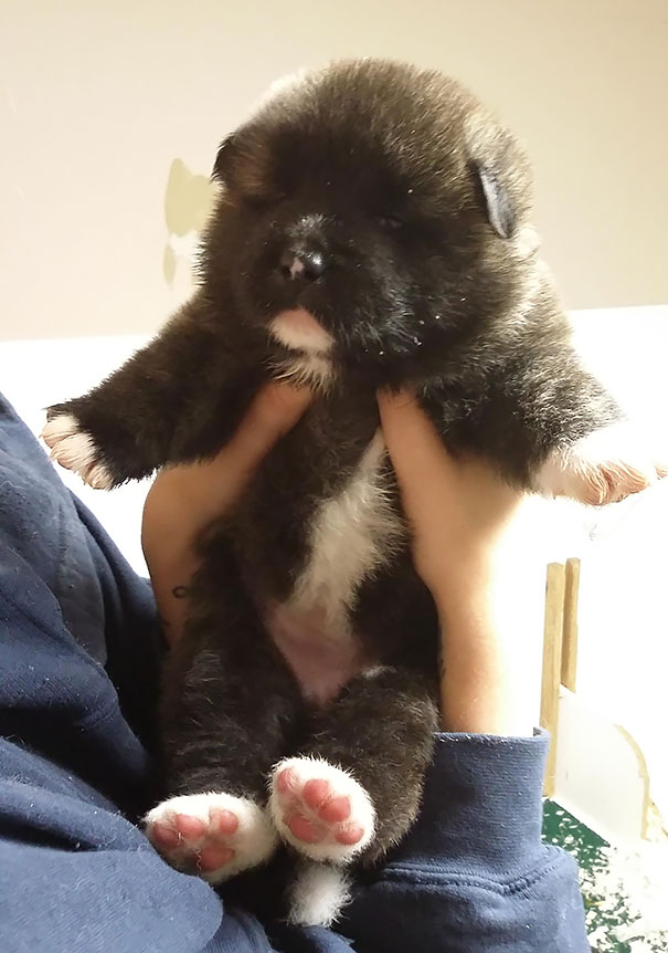 Akita Puppy