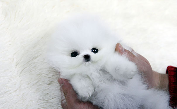 Teacup Pomerian