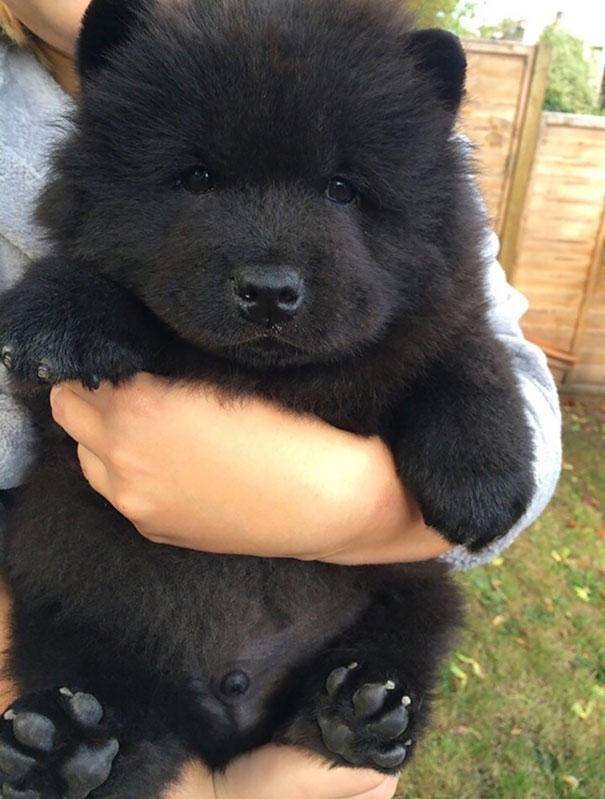Black Chow Chow Puppy