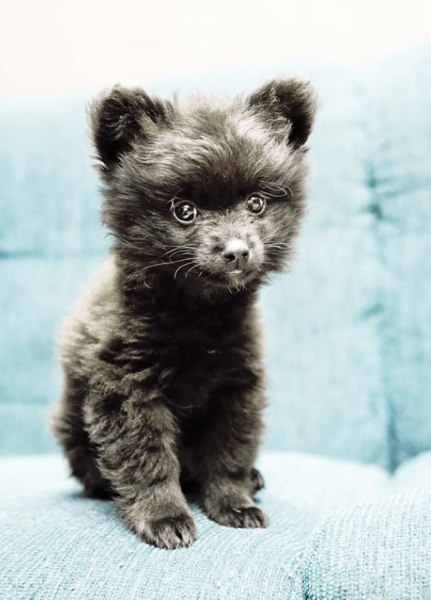 Pomeranian Puppy