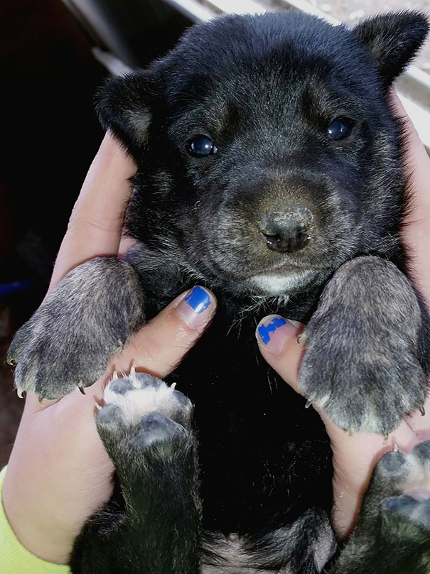Shepherd/Collie/Black Lab Mix