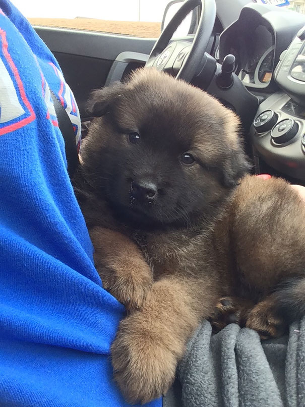 German Shepherd/border Collie Mix