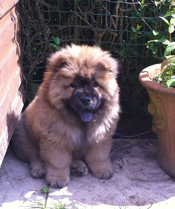 Chow Chow Puppy