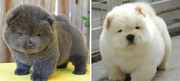 Chow Chow Puppies