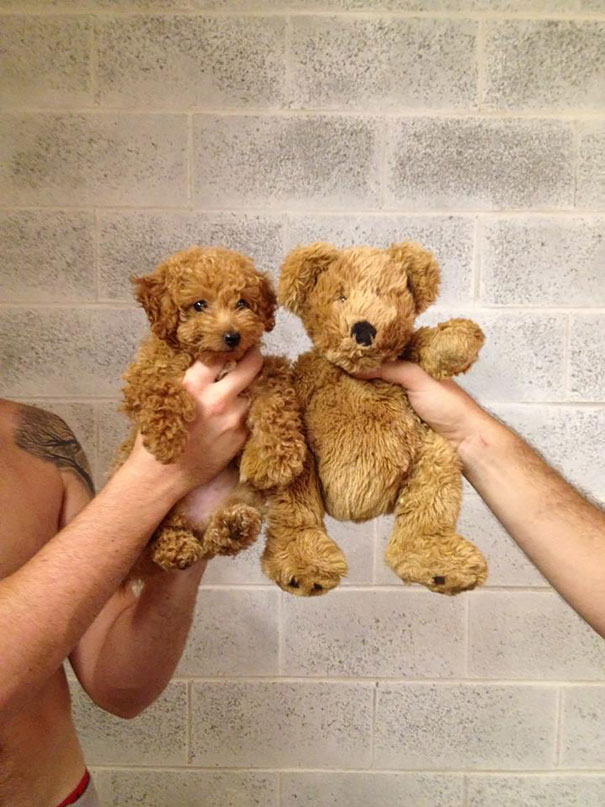 Poodle Puppy