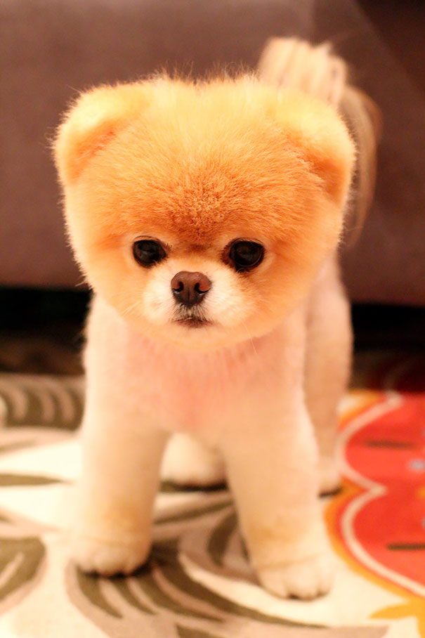 Pomeranian