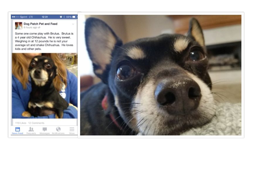 New Home, New Family, New Name (tiger), Lots Of Love, And No More Fear.