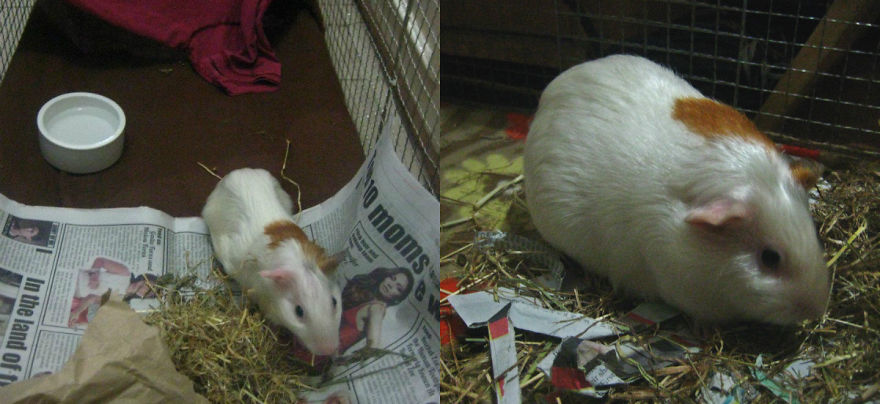 Mochi, Months After Rescued From A Backyard Breeder