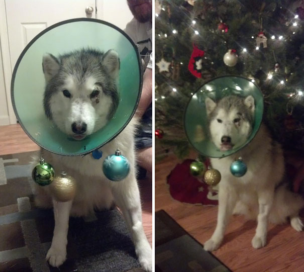 Christmas Cone Of Shame