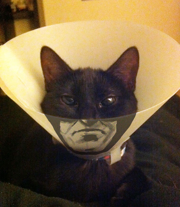 Batcat