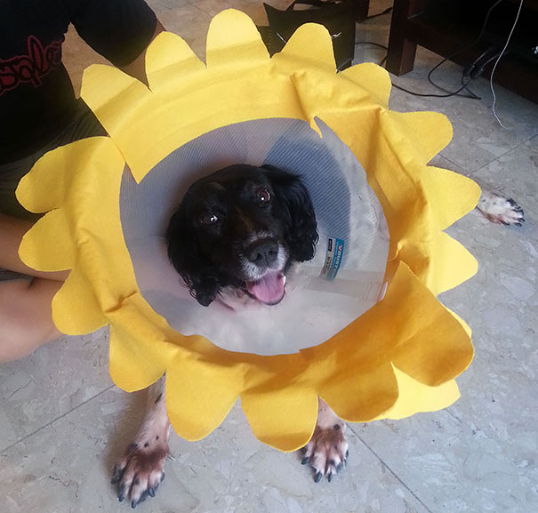 Sunflower Dog