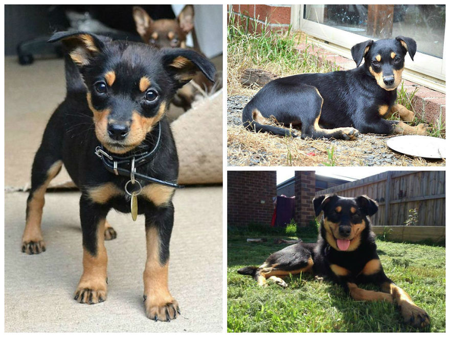 Mr Darcy Was So Small We Thought He Was A Chiwawah! Look At Him Now