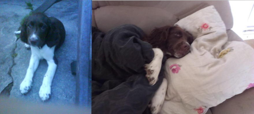 Java, Puppy From A Violent Home. The Vet Said To Put Her Down. We Knew Better! The Best Dog