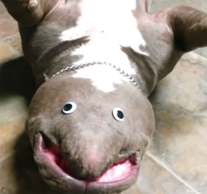 dog-creature-unseen-goggly-eyes-3