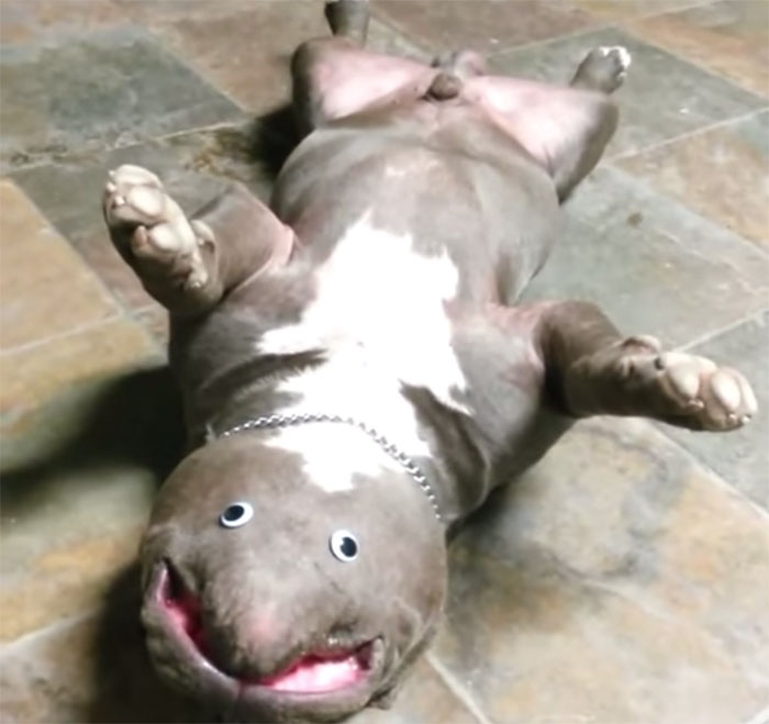 dog-creature-unseen-goggly-eyes-4