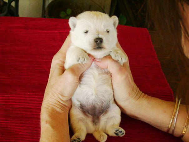 Westie Puppy