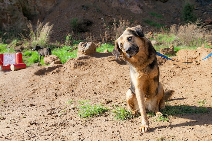 Message From A Lebanese Dog Applying For Adoption